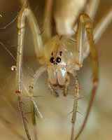 Extreme close-up of a translucent yellow spider with long legs and prominent eyes against a blurred natural background, showcasing intricate arachnid anatomy.