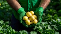 Farmer wearing green gardening gloves holding fresh harvested yellow potatoes against green foliage background, organic farming and agriculture concept.