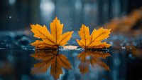 Vibrant yellow maple leaves floating on dark water surface with mirror reflection, creating symmetrical nature composition in moody autumn atmosphere.