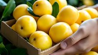 Fresh yellow lemons with green leaves in cardboard box held by hands, organic citrus fruits ready for cooking, healthy food ingredients for recipes.