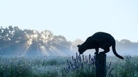 Black cat silhouette on wooden post sniffing purple lavender flowers in misty morning field with golden sunbeams streaming through trees in background.
