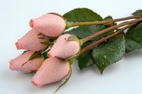 Fresh pink rose buds with morning dew drops on petals, green leaves and brown stems lying on white surface, romantic floral composition.