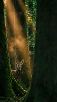 Young deer peeking from behind moss-covered tree trunk in enchanted forest with golden sunlight rays filtering through ancient woodland atmosphere.