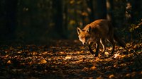 Coyote walking through forest at golden hour with warm sunlight filtering through trees and casting shadows on ground.