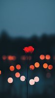 Single red rose silhouette against dark evening sky with glowing orange bokeh lights creating dreamy atmospheric mood for romantic and artistic designs.