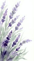 Watercolor lavender flowers with green leaves on white background. Delicate purple botanical illustration for aromatherapy and spa designs.