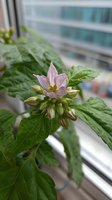 Delicate pink flower of a pepper plant blooming on windowsill with urban backdrop, surrounded by vibrant green foliage and unopened buds.