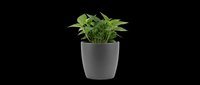 Pothos plant in a dark gray round pot, isolated on transparent background. Ready for stickers, print on demand, T-shirt design, clipart, and sublimation projects.