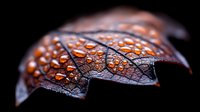 Macro photography of autumn leaf with water droplets on dark background. Detailed view shows leaf skeleton structure and orange tones creating dramatic natural pattern.