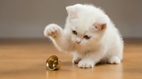 Fluffy white kitten with blue eyes playing with small golden bell on wooden floor, curious young cat exploring toy.