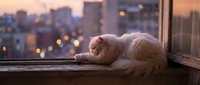 Fluffy ginger cat resting on windowsill overlooking cityscape at sunset, urban pet lifestyle and cozy home ambiance.