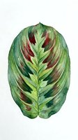 Variegated tropical leaf with deep red and burgundy striping on green foliage, isolated on white background for botanical illustration, gardening, and design projects.