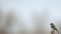Small colorful songbird perched on wooden post against soft blurred background with copy space for nature and wildlife photography projects.