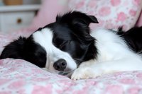 Border Collie dog sleeping peacefully on pink floral bedding, close-up view of black and white furry face showing relaxed expression and gentle features.