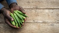 Farmer's hands holding fresh green okra pods on rustic wooden surface, agricultural harvest and organic produce concept.
