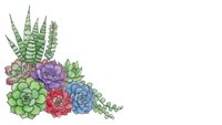 Colorful succulent arrangement with echeveria, haworthia and jade plants isolated on white background for botanical design projects.