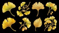 Golden ginkgo biloba leaves and branches isolated on transparent background, ready for t-shirt design, clipart, stickers, sublimation, and print-on-demand projects.