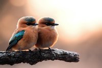 Two small brown and turquoise kingfishers perched together on branch at sunset, soft bokeh background creates romantic nature atmosphere for wildlife photography.