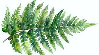 Watercolor fern leaf with detailed green fronds and natural shading, botanical art element on white background, isolated for nature-inspired designs.