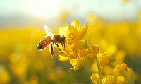 Honeybee collecting nectar from bright yellow rapeseed flower in golden sunlight with blurred canola field background for agriculture and pollination concepts.