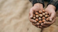 Farmer holding handful of chickpeas or legume seeds in cupped hands outdoors, agricultural harvest and crop production concept for farming and food industry.