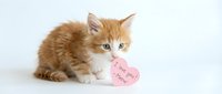 Adorable ginger kitten holding a pink heart note saying I love you Meow, isolated on white background, perfect for Valentine's Day greeting cards.