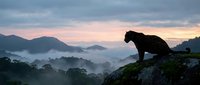 Leopard silhouette on rocky outcrop overlooking misty mountain valley at dawn with pink sky and fog rolling through forest landscape for wildlife photography.