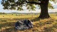 Peaceful cow resting under large oak tree in golden countryside pasture during warm sunset light with rolling hills and farmland in background.