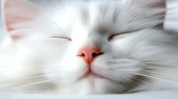 Close-up portrait of sleeping white cat face showing pink nose and whiskers against soft blurred background, creating peaceful and serene mood for pet photography.