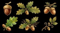 Oak acorns and leaves isolated on transparent background, ready for t-shirt designs, clipart, stickers, sublimation, print-on-demand products and digital crafts.