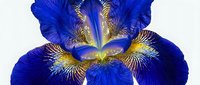 Deep blue iris flower with golden yellow beard markings and delicate veining, isolated on white background, suitable for botanical designs, gardening projects, and floral artwork.