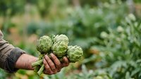 Farmer holding fresh green hops in hand at harvest time in agricultural field. Suitable for brewing, agriculture, and gardening content.