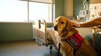 Golden retriever service dog wearing red vest sits beside hospital bed providing emotional support and comfort to patient in medical facility room.