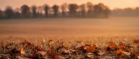 Golden autumn field covered with fallen leaves at sunrise with warm light and trees silhouetted in background creating peaceful rural landscape scene.