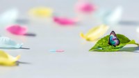 Colorful butterfly on green leaf among scattered flower petals on white surface for spring nature concepts and environmental design projects.