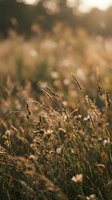 Golden hour sunlight illuminates wild grass meadow with warm bokeh background creating peaceful natural atmosphere for wellness and mindfulness content.