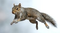 Gray squirrel jumping mid-air with fluffy tail extended, isolated on white background for wildlife and nature designs.