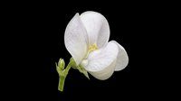 Delicate white orchid flower with soft gray veining and yellow center, isolated on transparent background. Ready for clipart, t-shirt design, stickers, sublimation, print-on-demand products and digital crafts.