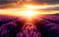 Vibrant purple lavender field at sunset with golden sun rays breaking through dramatic clouds, creating a serene countryside landscape.
