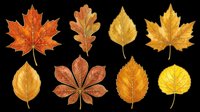 Autumn leaves set in warm orange, red and golden tones, isolated on transparent background, ready for T-shirts, stickers, sublimation and print on demand.