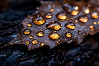 Glowing golden water drops on dark autumn maple leaf create magical natural light effect in moody forest setting, macro photography.