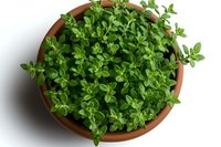 Fresh oregano herb growing in terracotta pot viewed from above on white background, vibrant green aromatic leaves filling round container for cooking and gardening.