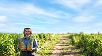 Young male farmer in straw hat holding fresh pineapples in agricultural field during harvest season, suitable for farming, agriculture, and food production marketing materials.