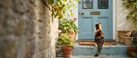 Charming tabby cat sitting on stone steps by vintage blue door with potted plants creating cozy Mediterranean courtyard scene for home decor concepts.