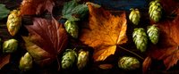 Fresh green hops scattered among vibrant autumn maple leaves on dark wooden background, creating seasonal contrast for craft beer brewing.