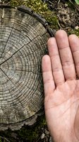 Human hand touching tree stump cross-section showing growth rings, demonstrating tree age and wood texture in natural outdoor forest setting.