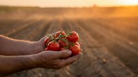 Fresh ripe tomatoes in farmer hands at sunset over agricultural field rows. Organic harvest concept for healthy eating and sustainable farming.