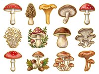 Vintage botanical mushroom and toadstool illustrations in watercolor style, isolated on white background. Suitable for educational materials, design projects, and decorative applications.