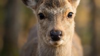 Young deer fawn portrait with soft brown fur and alert dark eyes in natural woodland habitat during golden hour lighting for wildlife photography.