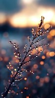 Delicate tree branch with morning dew drops catching golden sunrise light against blurred bokeh background in dreamy atmospheric nature macro photography.